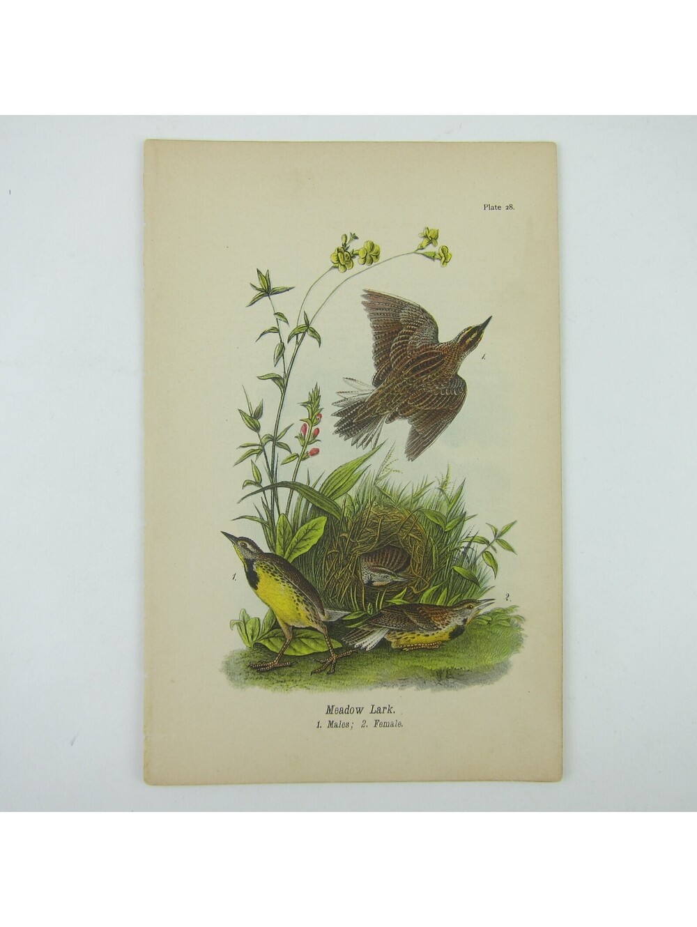 Bird Lithograph Print Meadow Lark after John James Audubon Antique 1890